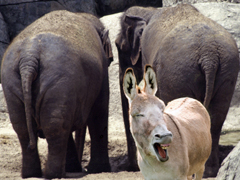 donkey_elephants_10-10-11